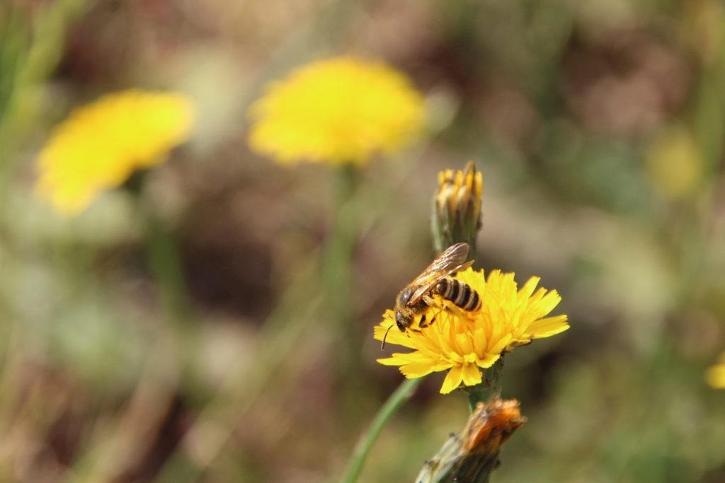 Wildbienenporträt Gelbbindige Furchenbiene
